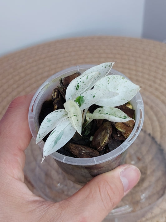 Epipremnum Pinnatum Marble B