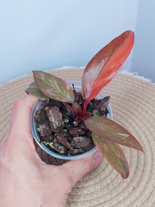 Philodendron Orange Princess Variegated #A