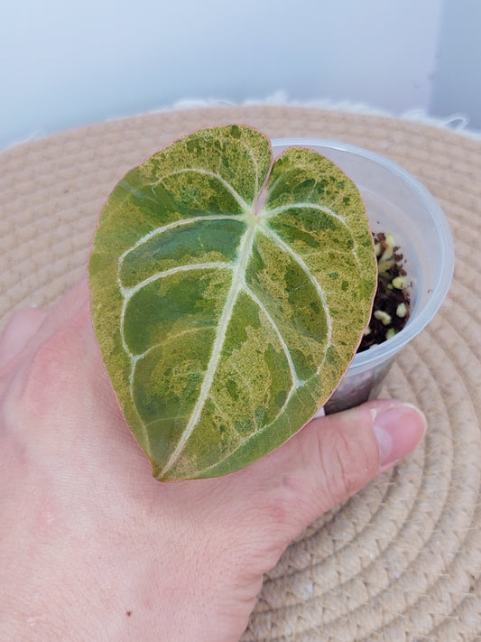 Anthurium Hoffmannii X Variegated #A