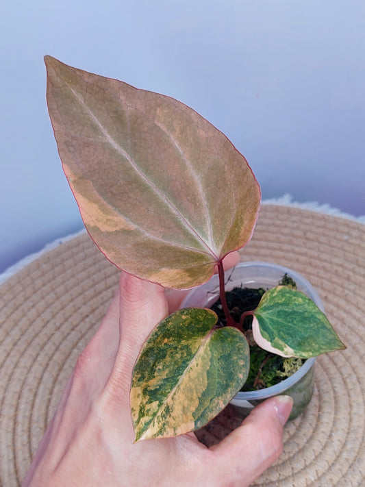 Anthurium Kallos Variegated(Var Papi x Papi) #B