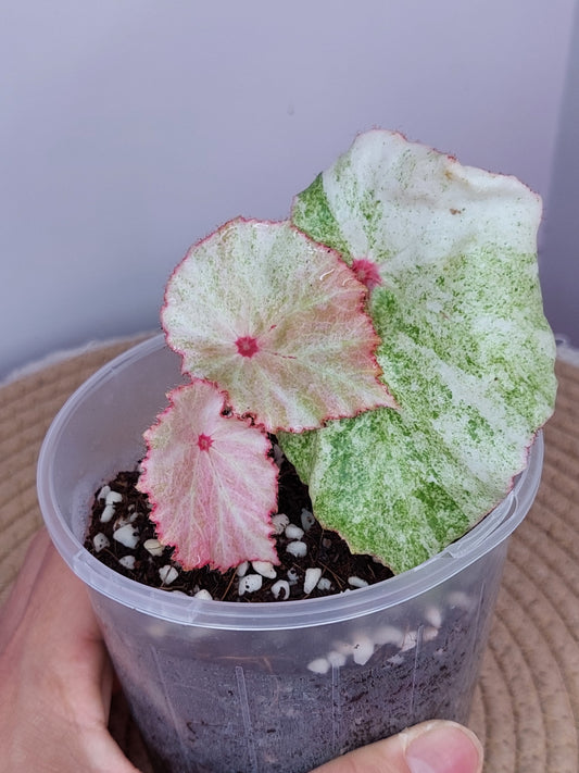 Begonia Rouge Variegated #A