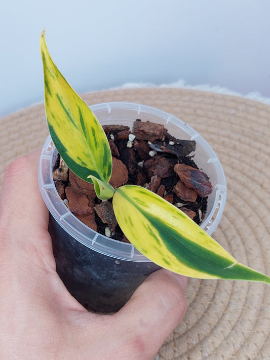 Scindapsus Coriaceus Aurea #A