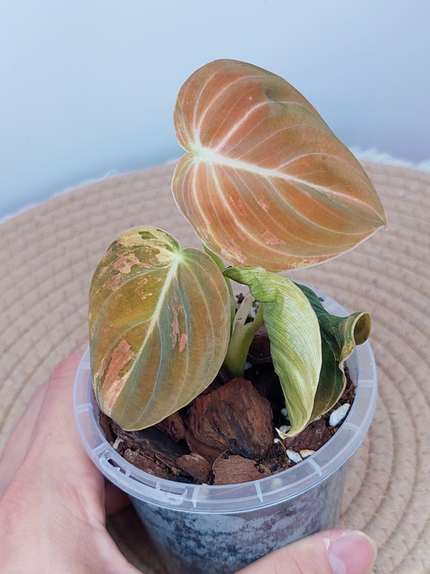 Philodendron Melanochrysum Variegated #B