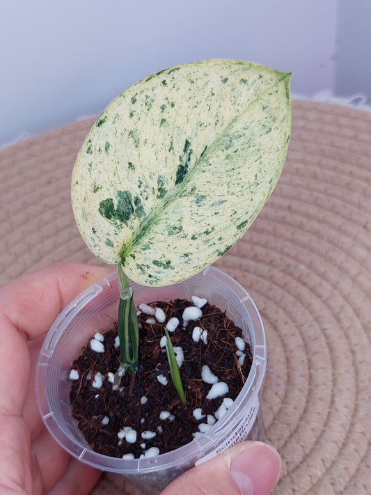 Scindapsus Creme Brulee Variegated #A