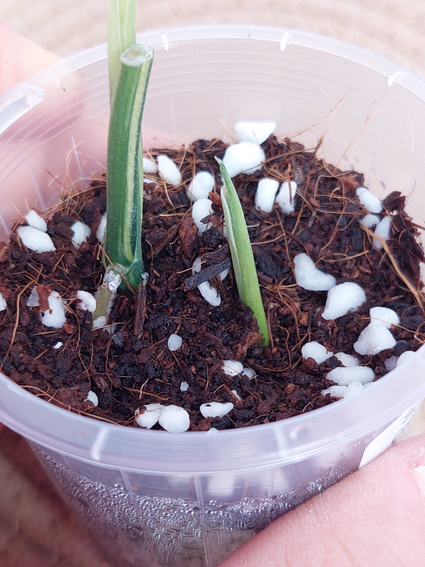 Scindapsus Creme Brulee Variegated #A