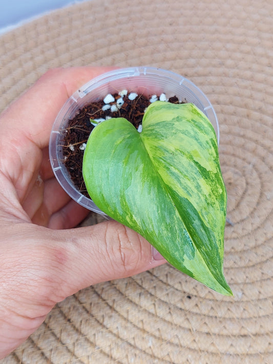 Scindapsus Rubicon Variegated #A