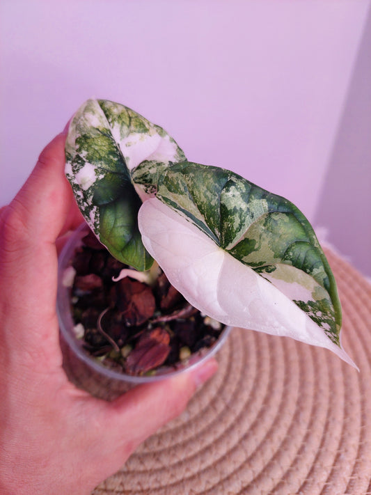 Alocasia Dragon Scale Albo 1