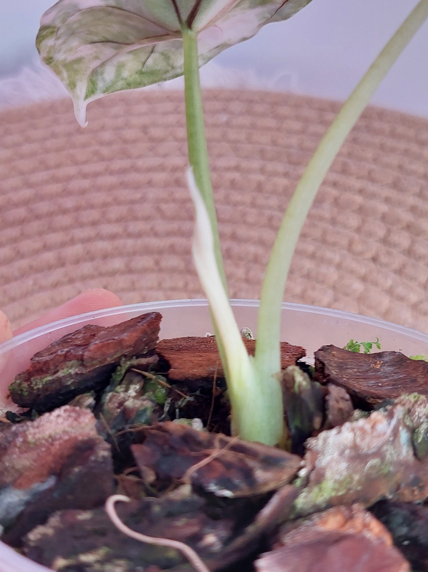 Alocasia Dragon Scale Albo 1