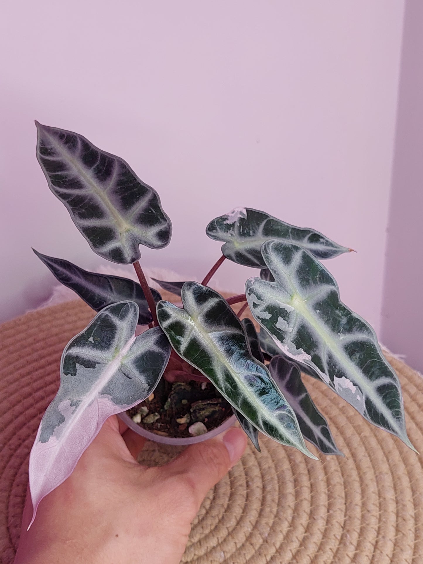 Alocasia Bambino Variegated 1