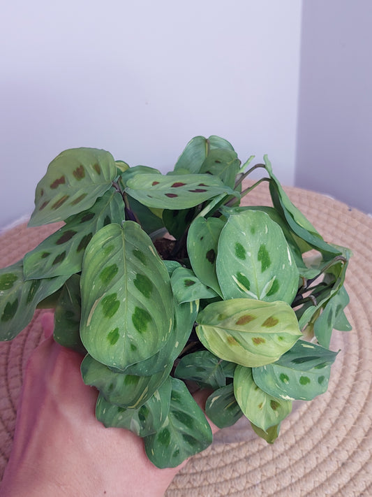Prayer Plant(Maranta) Variegated 1