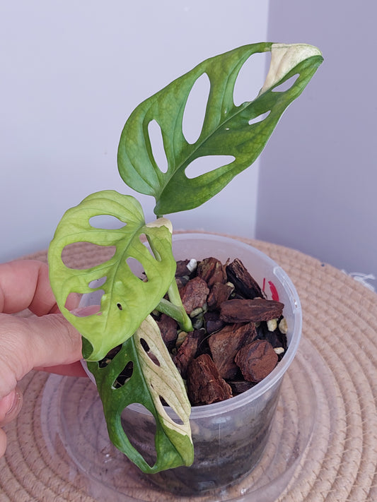 Monstera Monkey Mask(Adansonii) Variegated 1