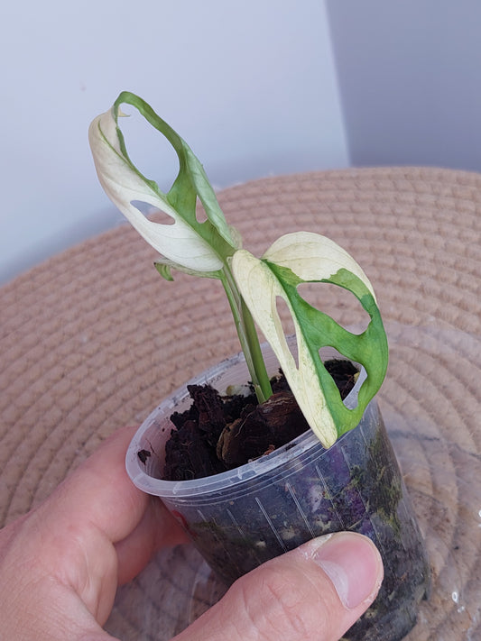 Monstera Monkey Mask(Adansonii) Variegated 2