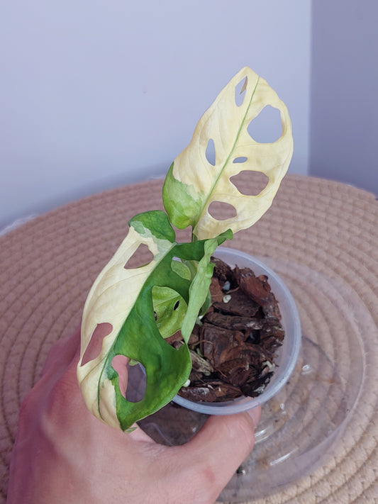Monstera Monkey Mask(Adansonii) Variegated 3