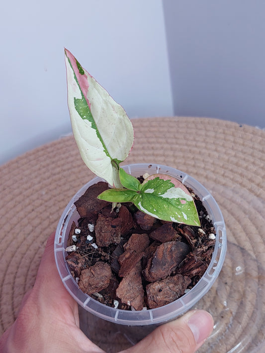 Syngonium Red Spot Tricolour 1