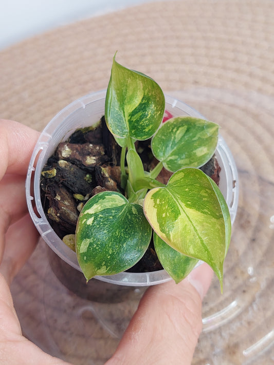 Philodendron Nuclear Congo Variegated 1