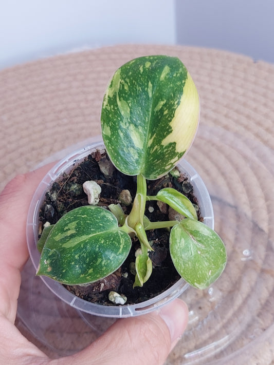Philodendron Nuclear Congo Variegated 2