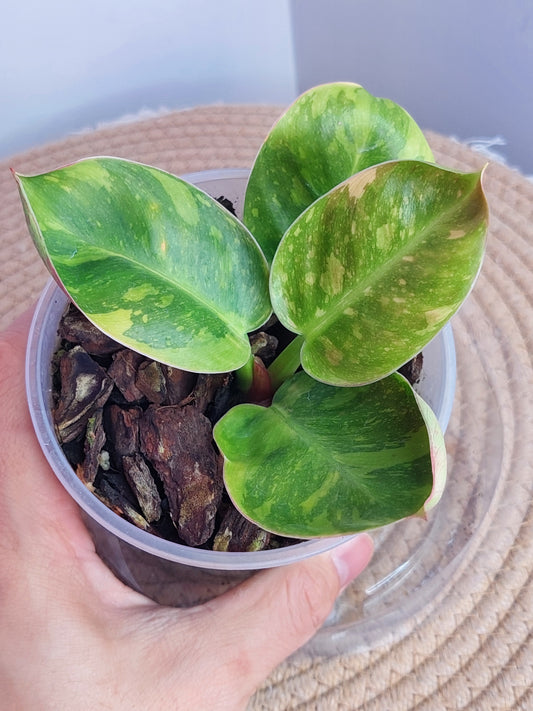 Philodendron Nuclear Congo Variegated 3