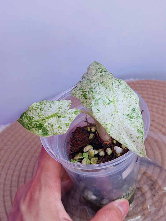 Alocasia Odora Batik Variegated 1
