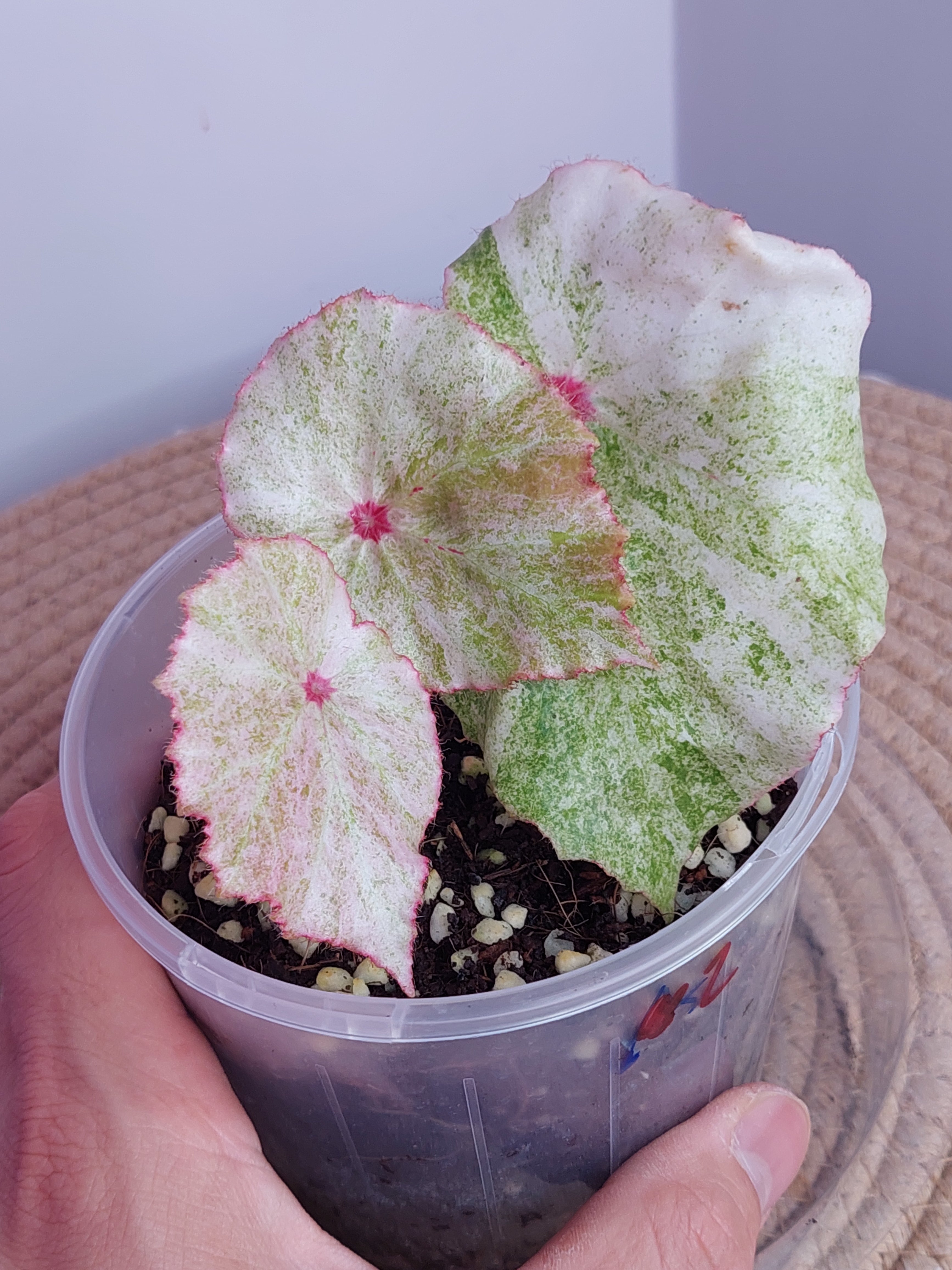 レア　ベゴニア　ルージュ　Variegated Begonia Rouge大苗② レア ベゴニア ルージュ Variegated Begonia Rouge大苗②