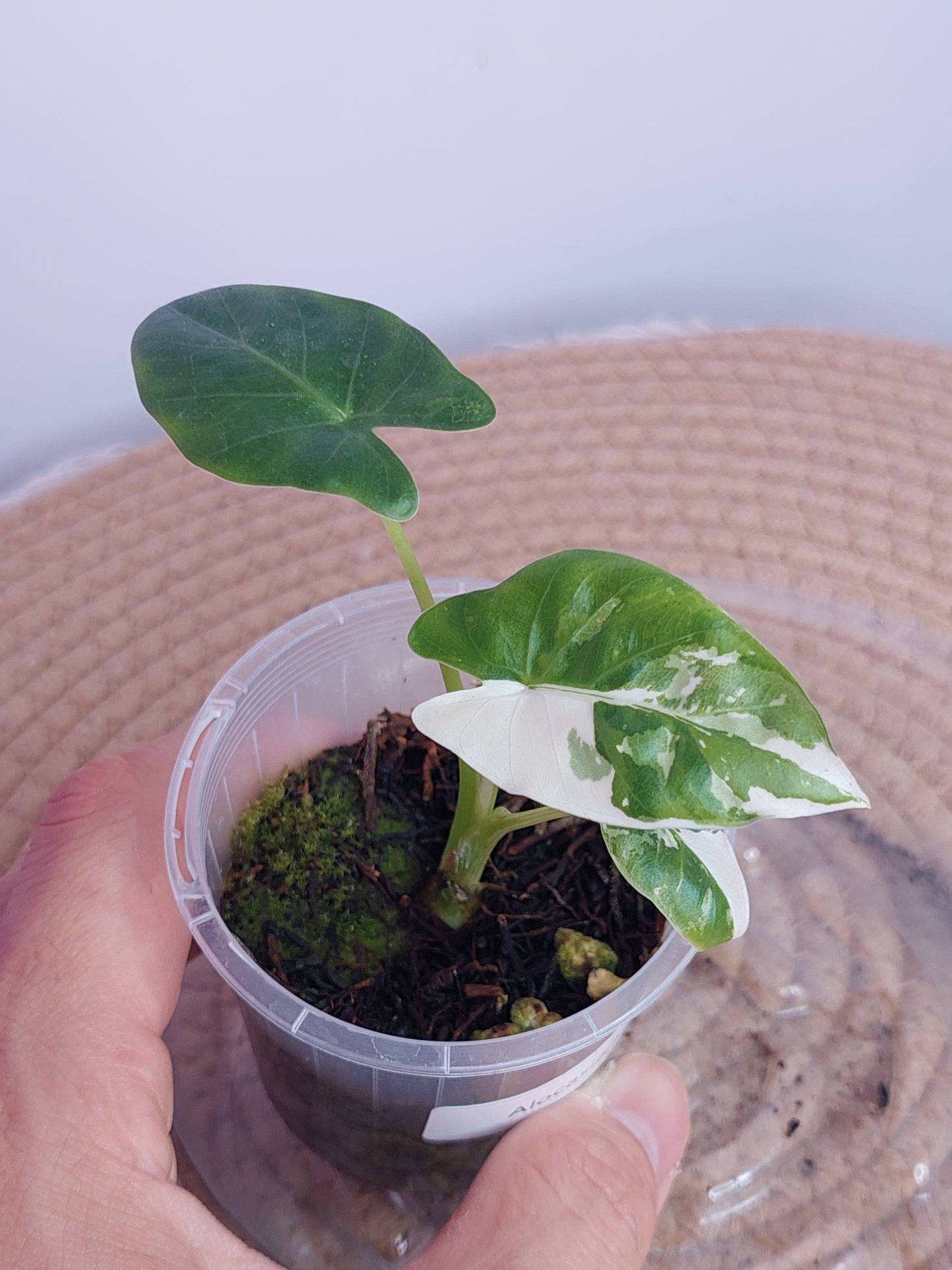 Alocasia Macrorrhiza Variegated 1