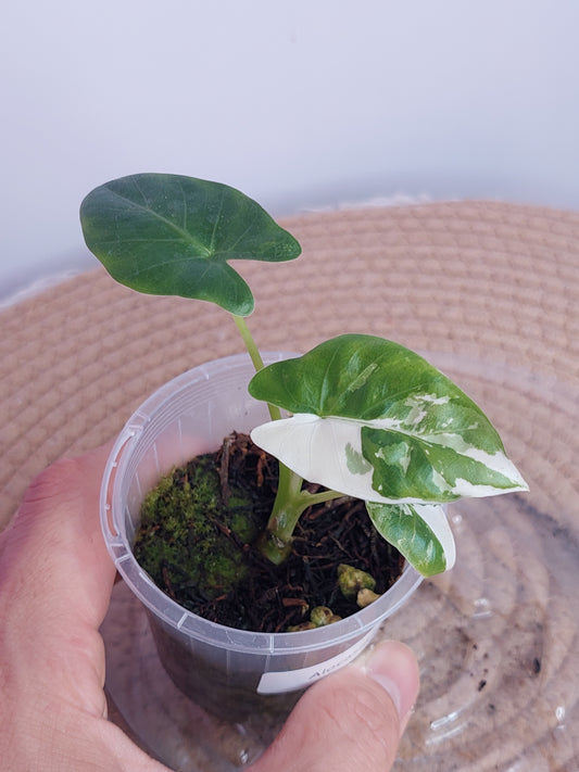 Alocasia Macrorrhiza Variegated 1
