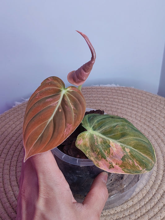 Philodendron Melanochrysum Variegated 1