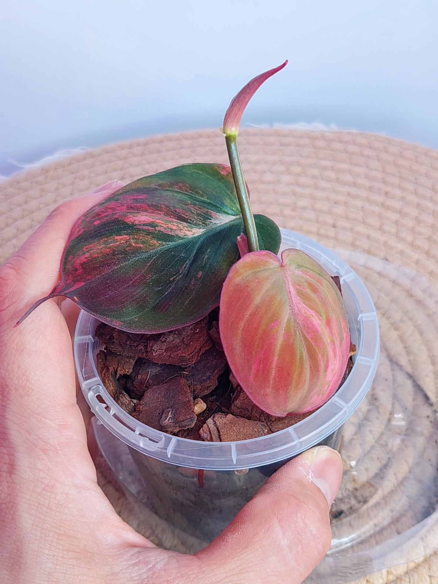 Philodendron Mican Variegated 1