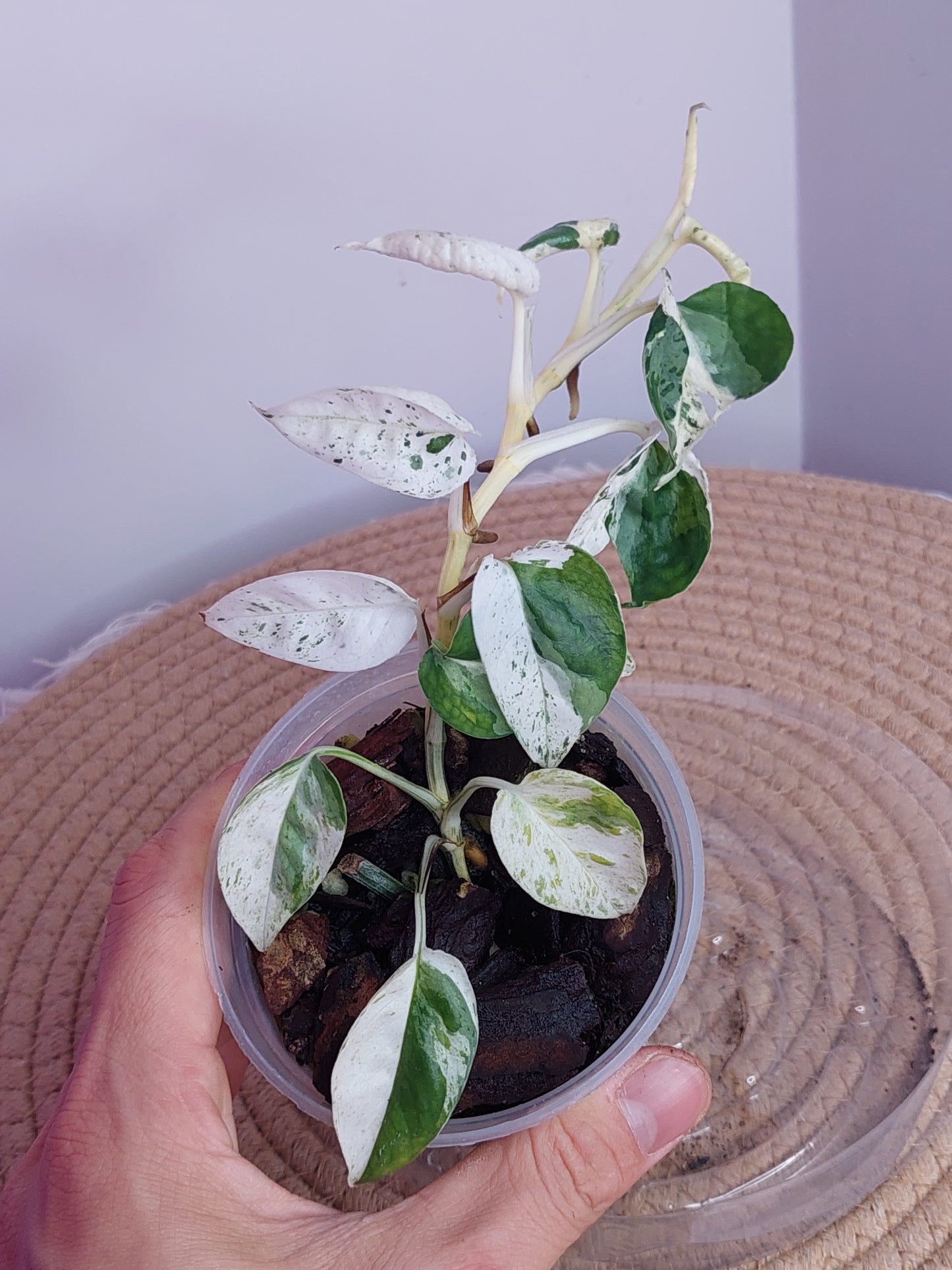 Epipremnum Pinnatum Marble 1