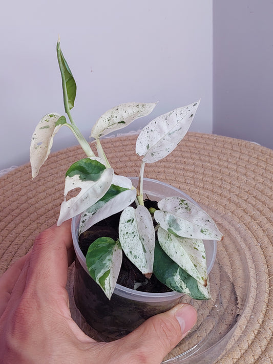 Epipremnum Pinnatum Marble 2