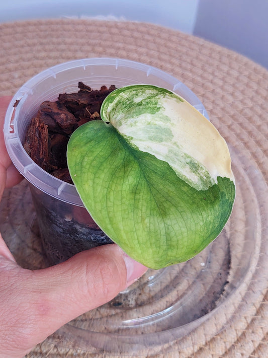 Scindapsus Jade Satin Variegated 1