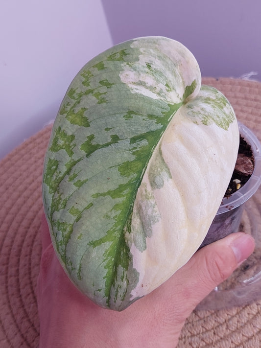 Scindapsus Exotica Variegated 1