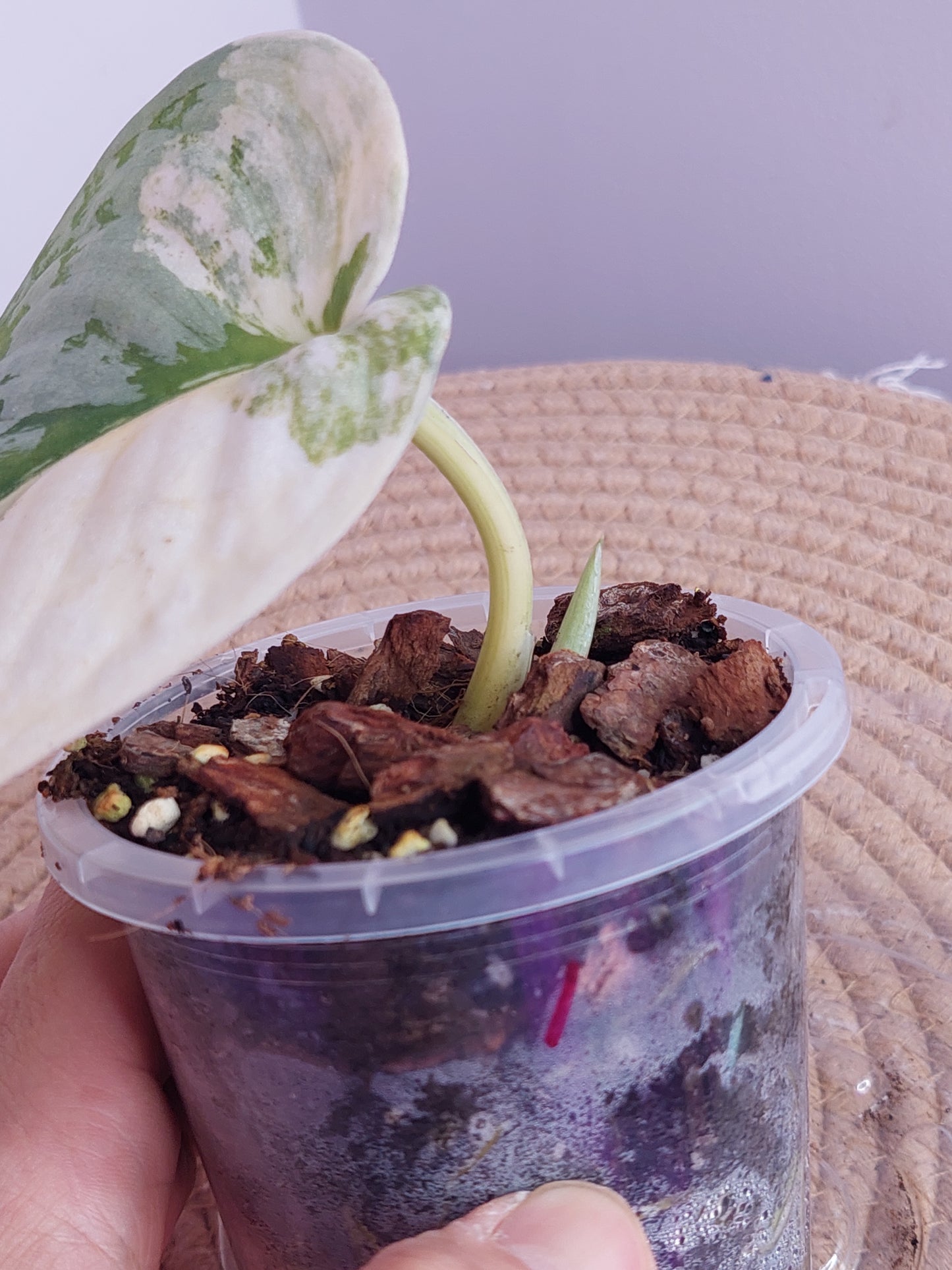 Scindapsus Exotica Variegated 1