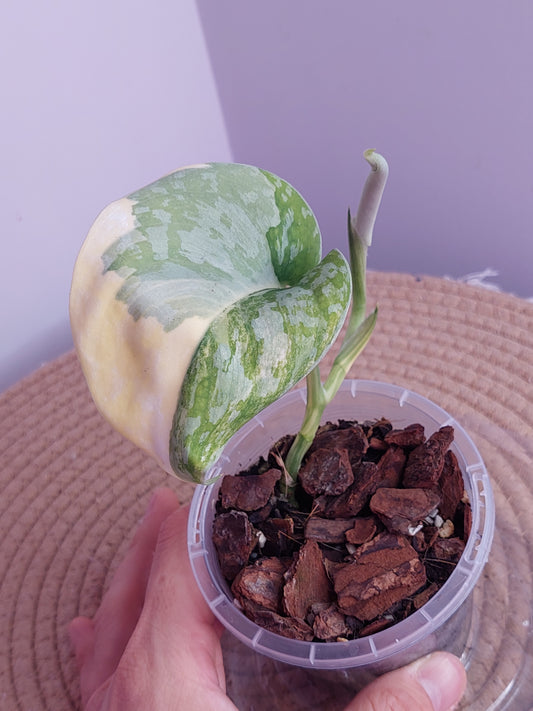 Scindapsus Exotica Variegated 2