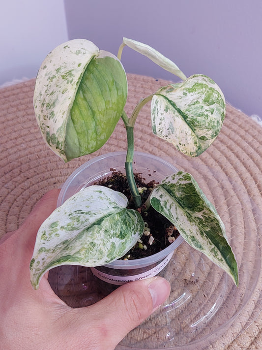 Scindapsus Silver Cloud Variegated 1
