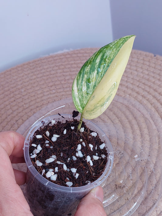 Scindapsus Blue Aurea 1