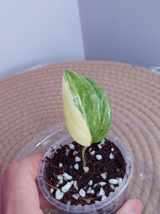Scindapsus Blue Aurea 3