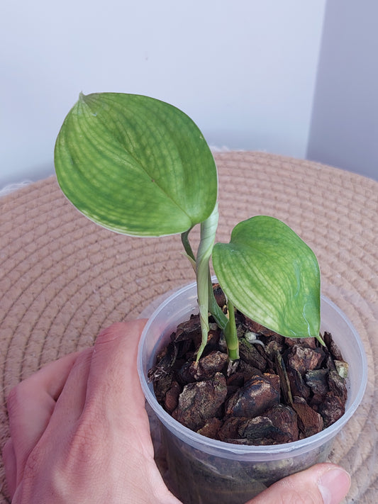 Scindapsus White Monster 1