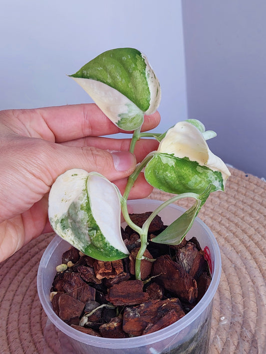 Scindapsus Mangurai Variegated 1