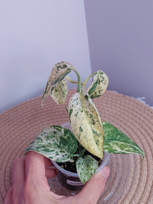 Scindapsus Creme Brulee Variegated 1