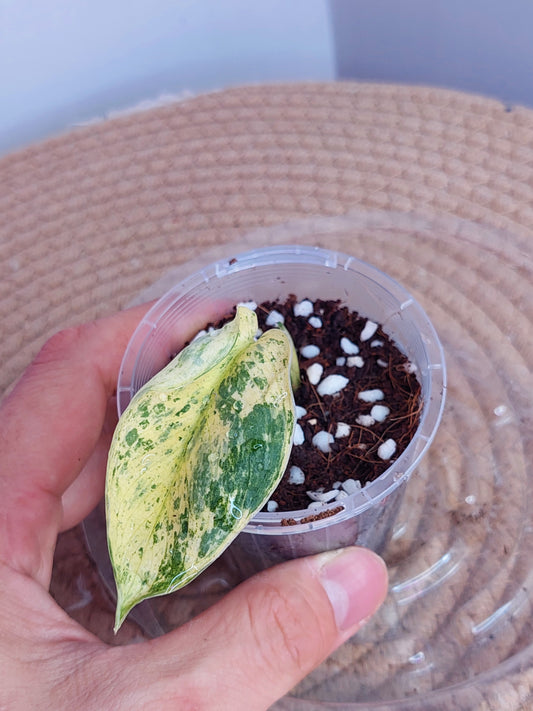 Scindapsus Creme Brulee Variegated 2
