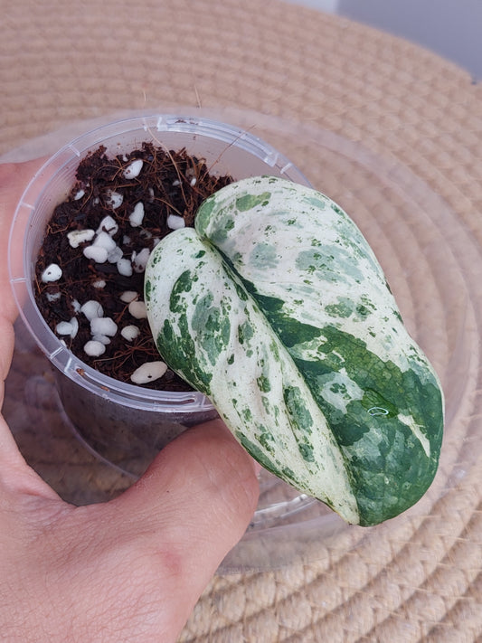 Scindapsus Creme Brulee Variegated 3