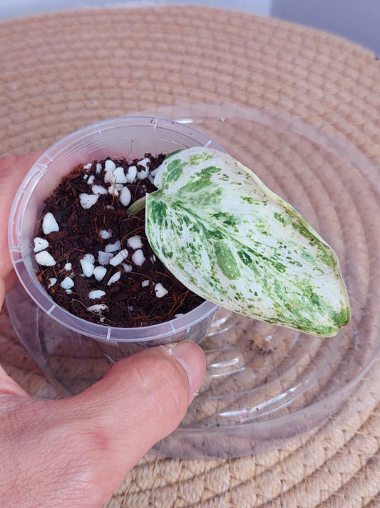 Scindapsus Creme Brulee Variegated 4