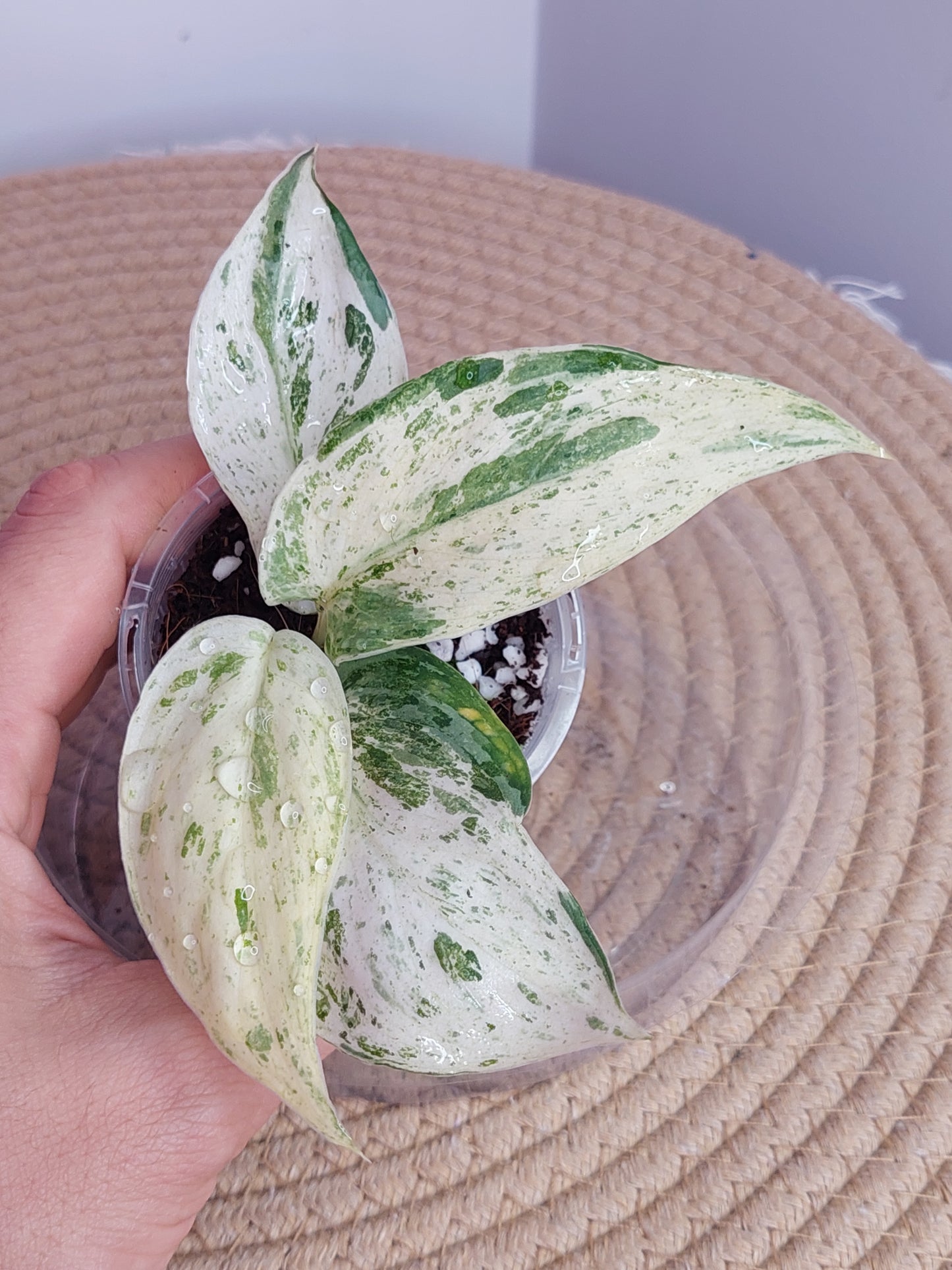 Scindapsus Silver Splash Variegated 2