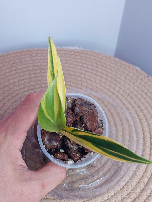 Scindapsus Coriaceus Aurea 2