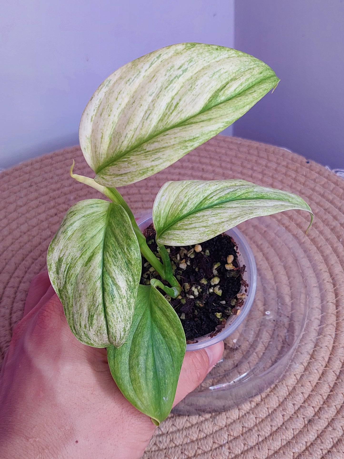 Scindapsus Longistipitatus Marble 1