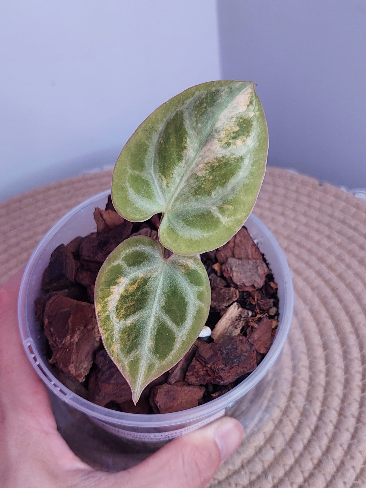 Anthurium Crystallinum Variegated 1