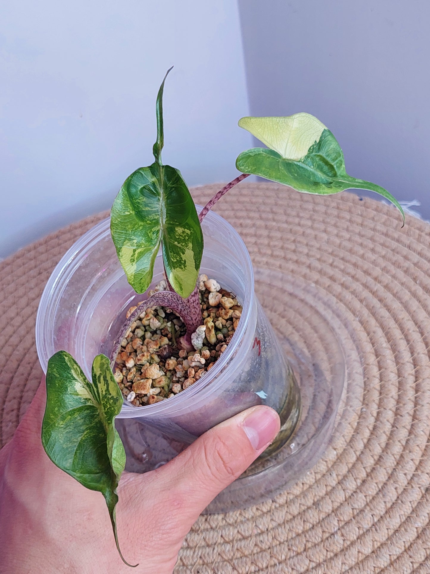 Alocasia Stingray Variegated 3