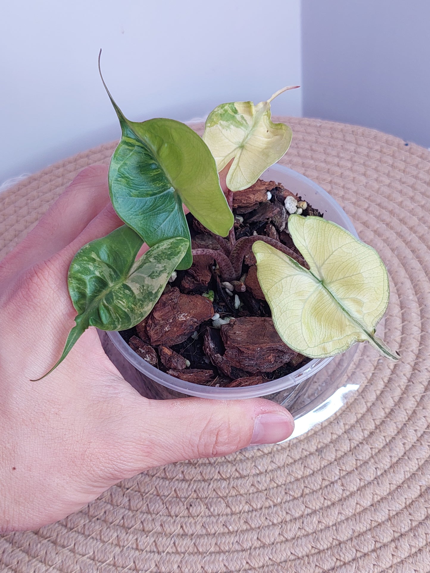 Alocasia Stingray Variegated 4