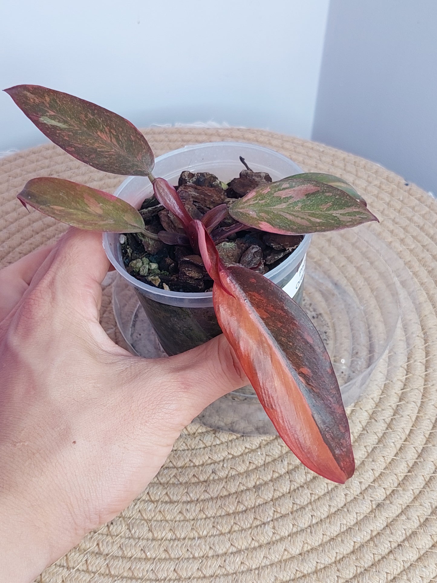 Philodendron Orange Princess Variegated 1
