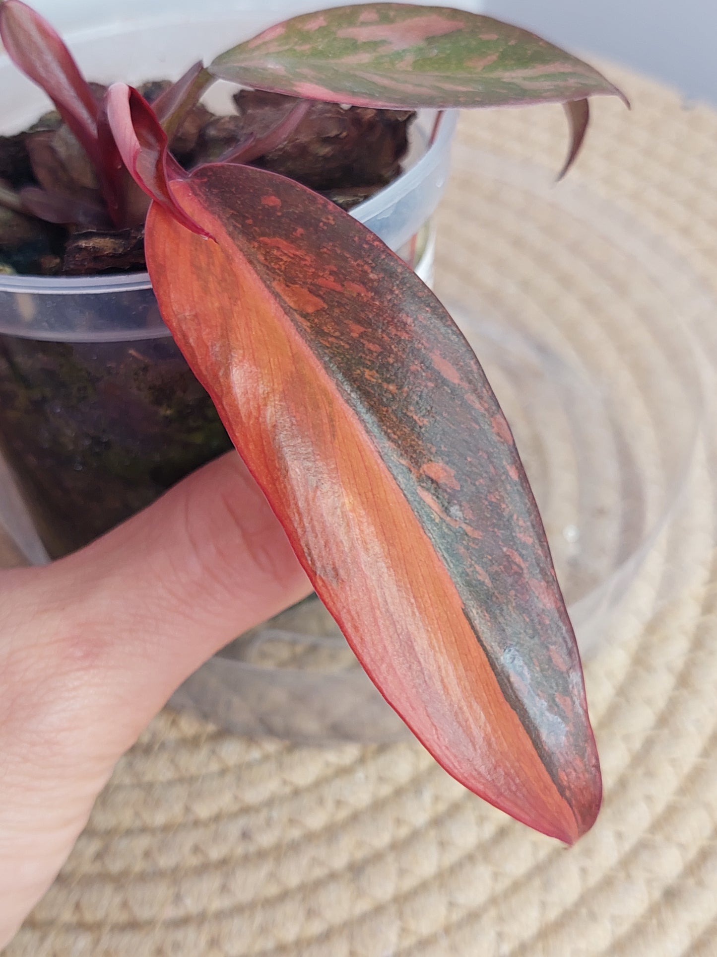 Philodendron Orange Princess Variegated 1